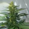 семена конопли индика AK 47 regular Ganja Seeds
