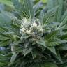 семена конопли в интернете The Doctor feminised Green House Seeds