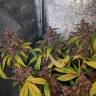 Blueberry feminised Dutch Passion Seeds