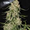 Auto Moscow regular Ganja Seeds