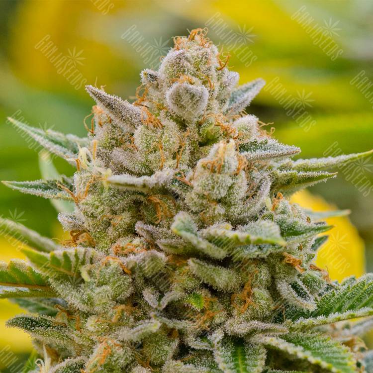 семена конопли для посадки купить Top Dawg feminised Barneys Farm