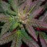 семена конопли для курения Top Dawg feminised Barneys Farm