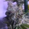 семена конопли для выращивания Top Dawg feminised Barneys Farm