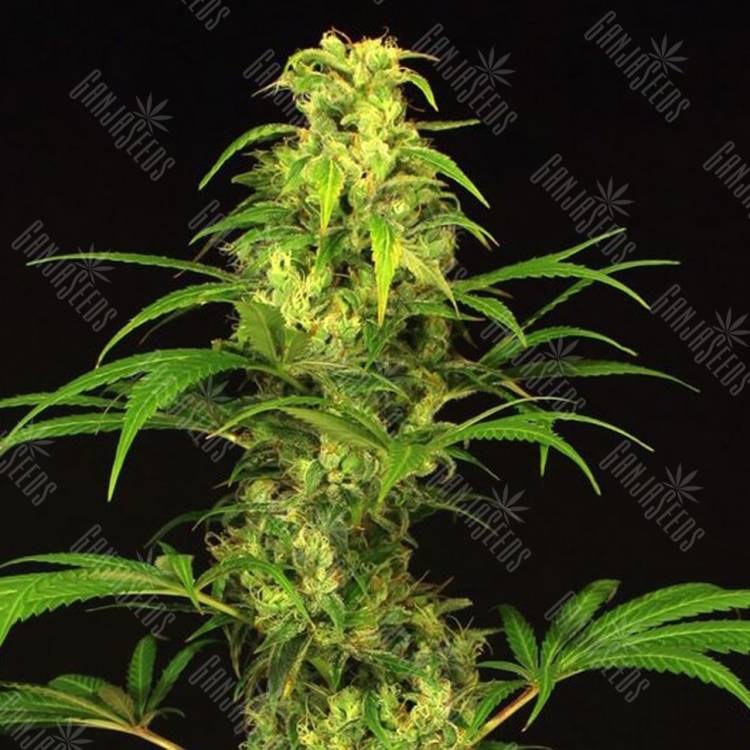 семена конопли курьером Spicy Bitch feminised Exotic Seed семена конопли курьером Spicy Bitch feminised Exotic Seed