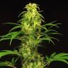 семена конопли курьером Spicy Bitch feminised Exotic Seed семена конопли курьером Spicy Bitch feminised Exotic Seed