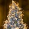 семена конопли с доставкой Blue Fire feminised Humboldt Seeds