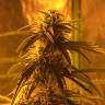 семена конопли в интернете Botafumeiros feminised Sweet Seeds