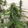 семена конопли дешево Botafumeiros feminised Sweet Seeds