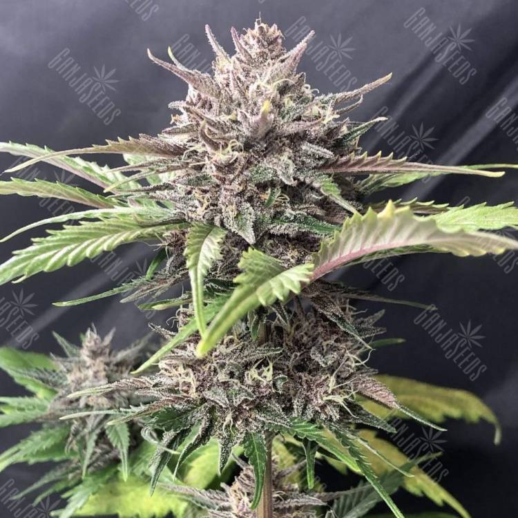 качественные семена конопли Auto Fast Bud #2 feminised качественные семена конопли Auto Fast Bud #2 feminised