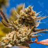 Семена марихуаны по низким ценам Rolling Frau feminised Ganja Seeds