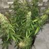 Семена каннабиса Auto Lemon Kix feminised Ganja Seeds Семена каннабиса Auto Lemon Kix feminised Ganja Seeds