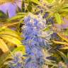 семена индийской конопли Auto Northern Lights regular
