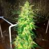 семена конопли Россия Auto Northern Lights regular
