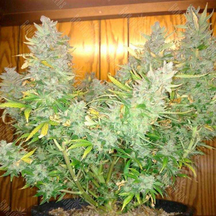 конопля семена сорта заказать Auto Northern Lights regular