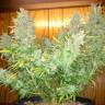 конопля семена сорта заказать Auto Northern Lights regular