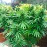 семена культурной конопли купить Auto Northern Lights regular