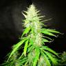 семена конопли для посадки купить Auto Northern Lights regular