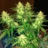 семена конопли курьером Auto Northern Lights regular