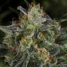 семена конопли в фирменной упаковке White Widow feminised Green House Seeds семена конопли в фирменной упаковке White Widow feminised Green House Seeds