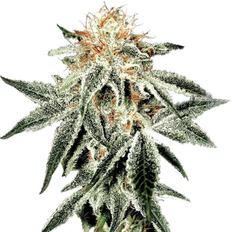 семена конопли гидропоники White Widow feminised Green House Seeds семена конопли гидропоники White Widow feminised Green House Seeds