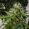 Brainstorm feminised Dutch Passion Seeds