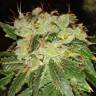 Brainstorm feminised Dutch Passion Seeds