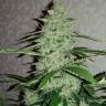 семена конопли аутдор Auto Nefertiti regular