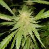 семена конопли аутдор Triple Cheese feminised Barneys Farm