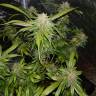 семена конопли гидропоники Triple Cheese feminised Barneys Farm