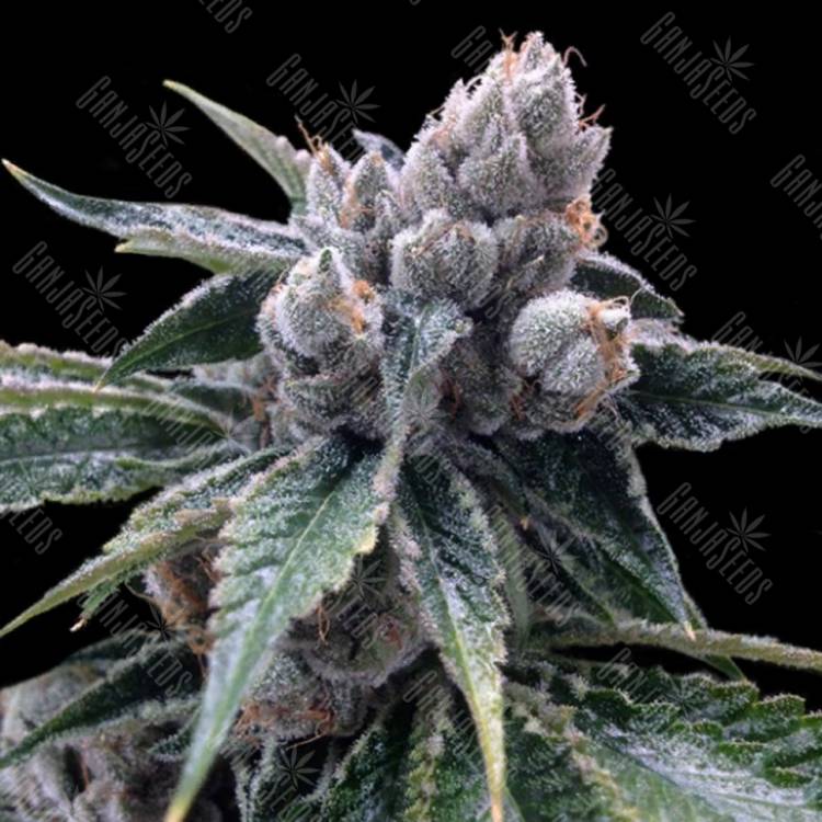 заказ семян конопли Спб White Walker Kush feminised DNA Genetics заказ семян конопли Спб White Walker Kush feminised DNA Genetics