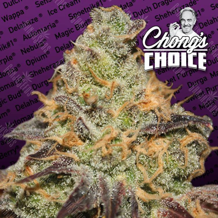 семена конопли в оригинальных упаковках Blue Kush Berry feminised Paradise Seeds семена конопли в оригинальных упаковках Blue Kush Berry feminised Paradise Seeds