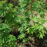 семена конопли недорого Blue Kush Berry feminised Paradise Seeds семена конопли недорого Blue Kush Berry feminised Paradise Seeds