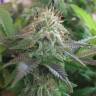 семена конопли с доставкой Blue Pyramid feminised Pyramid Seeds
