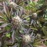 мощные семена конопли Blue Pyramid feminised Pyramid Seeds