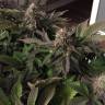 семена конопли интернет магазин Blue Pyramid feminised Pyramid Seeds