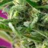 семена конопли в фирменной упаковке Chem Beyond Diesel C.B.D. feminised Sweet Seeds