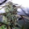 Auto Night Queen feminised Ganja Seeds