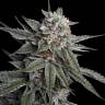 Семена каннабиса Holy Grail feminised Ganja Seeds