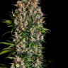 элитные семена конопли в рф Big Dutch Bud feminised