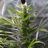 семена сортовой конопли White Rhino feminised Green House Seeds семена сортовой конопли White Rhino feminised Green House Seeds