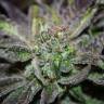 Bubba Island Kush feminised Dutch Passion Seeds Bubba Island Kush feminised Dutch Passion Seeds