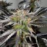 семена сортовой конопли Chocolate Mint OG feminised Humboldt Seeds