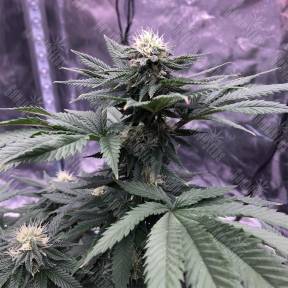 Chocolate Mint OG feminised Humboldt Seeds