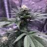 урожайные семена конопли Chocolate Mint OG feminised Humboldt Seeds