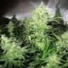 заказ семян конопли Y Griega feminised Medical Seeds заказ семян конопли Y Griega feminised Medical Seeds