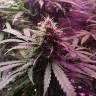 Семена марихуаны в России Auto Kush feminised GanjaLiveSeeds