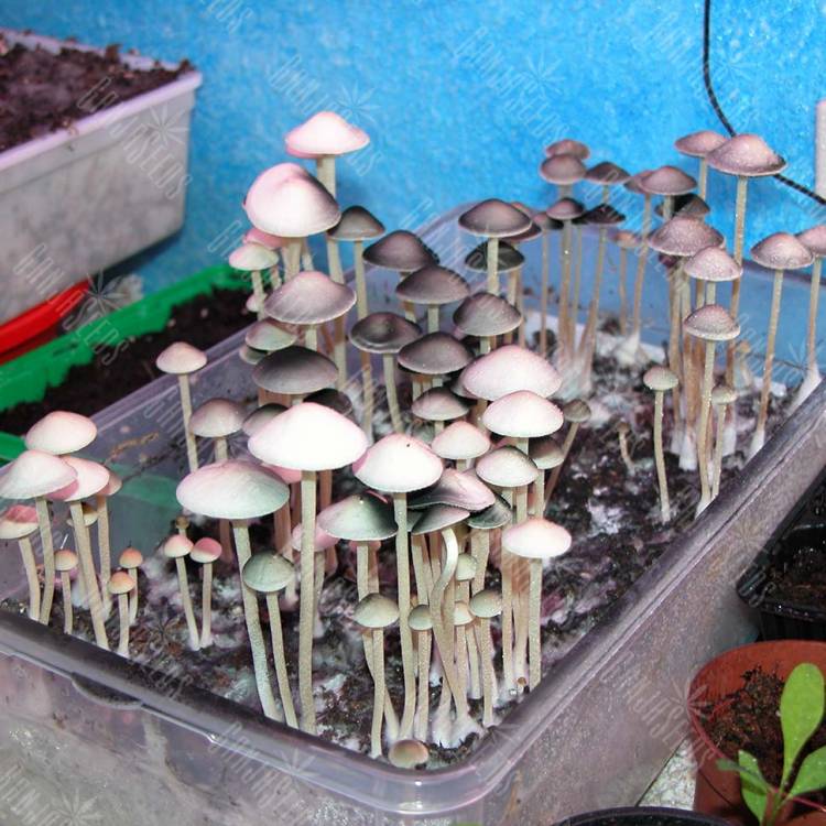 купить недорого споры псилоцибиновых грибов Panaeolus Tropicalis купить недорого споры псилоцибиновых грибов Panaeolus Tropicalis