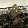 споровые отпечатки псилоцибиновых грибов Panaeolus Tropicalis