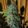 семена конопли недорого Great White Shark feminised Green House Seeds семена конопли недорого Great White Shark feminised Green House Seeds