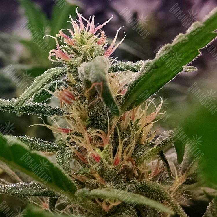 Californian Orange feminised Dutch Passion Seeds Californian Orange feminised Dutch Passion Seeds